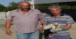 Kangren Olan Leylek Tedavi Altına Alındı