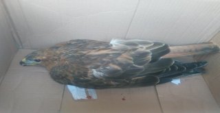 Yaralı Şahin, Tedavi Altına Alındı