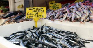 Karadenizde Ağustos Ayında Hamsi Çıktı