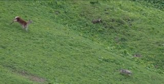 Dişi Geyik Yavrularına Saldırmaya Çalışan Kurdu Kovaladı