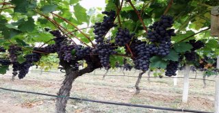 (Özel) Yılın İlk Üzüm Hasadı Sakaryada Başladı