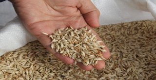 Önder Çiftçilerden ‘Hitit Buğdayına Destek