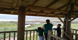 Çıldır Kuş Gözetleme Kulesine Yoğun İlgi