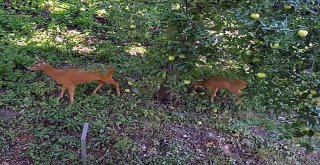 Fatsada Aç Kalan Ceylanlar Şehir Merkezine İndi