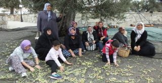 Gömeçte Zeytin Hasat Şenliği Coşkusu