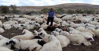 Yayla Sezonunda Sona Gelindi