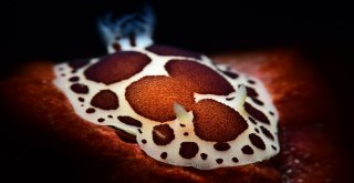 Sualtının Esrarengiz Dünyası Tüm Güzellikleriyle Görüntülendi