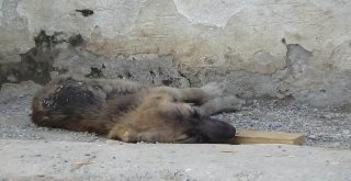 (Özel) Zifte Düşen Köpekler Hayvanseverler Tarafından Kurtarıldı