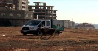 Gaziantepte Sahibinin Elinden Kaçan 17 Dana Yakalandı