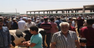 Hayvan Pazarında Arefe Yoğunluğu