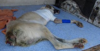 (Özel) Kuyruğu Kesilmiş Halde Bulunan Köpeğin Ayağı Tamamen Kesildi