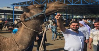 Siverekte Kurbanlıklar Satılmaya Başlandı