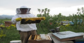 Aşırı Yağışlar, Bal Üretimini Bitme Noktasına Getirdi