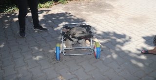 Yanlış Tedaviyle Ayakları Kesilen Köpeğe Yürüteç