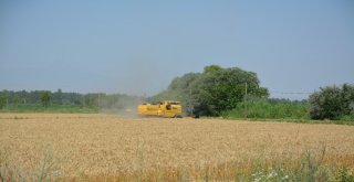 Doğunun Çukurovasında Buğday Hasadı Başladı