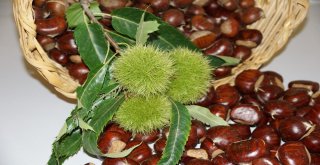 Aydında Sezonun İlk Kestanesi Borsaya Teslim Edildi