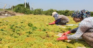 (Özel) Kuru Üzümün Zorlu Yolculuğu