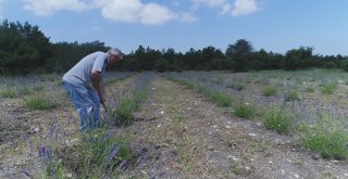 Frig Vadisi Lavanta Kokmaya Başladı