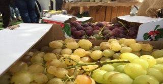 Filistinde Üzüm Festivali