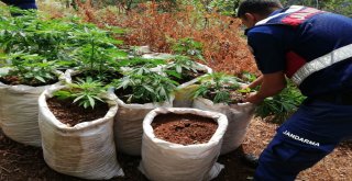 Kiralık Çiftliğe Jandarmadan Kenevir Baskını