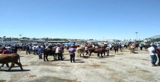 Malatya Kurbanlık Satışlarından Memnun