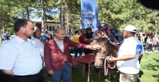 Çocukların Pony Sevinci