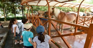 Altınparkta Midilli Keyfi