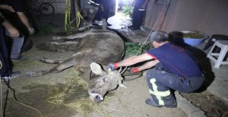Kaçarken Duvardan Düşen Kurbanlık 3 Saatte Kurtarıldı