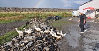 Hayallerini Toprağa Gömdü