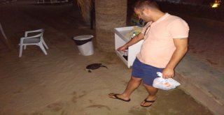 Kuşadası Sahilde Ölü Caretta Caretta Bulundu
