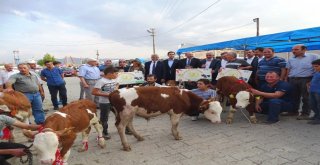 Podyuma Bu Defa Buzağılar Çıktı