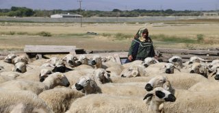 40 Koyun Çocuklarının Geleceği Açısından Umut Oldu