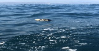 Palamut Avlamaya Çıkan Balıkçılar Danayla Karşılaştılar