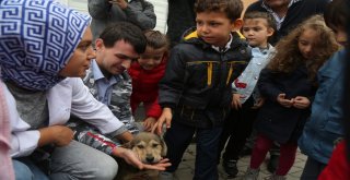 Minik Hayvanseverler,  Hayvan Dostlarıyla Buluştu