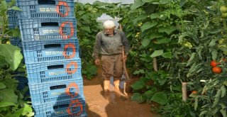 Sel Sonrası Seralara Giren Üreticileri Gördükleri Manzara Üzdü