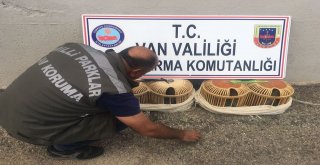 Gevaşta Kaçak Avlanmış 14 Yavru Keklik Ele Geçirildi