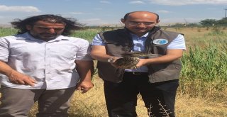 Tedavileri Tamamlanan Kuşlar Yaşam Alanlarına Bırakıldı