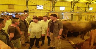 Vali Şahin Kurban Pazarını Gezdi, Pazarlığa Tutuştu