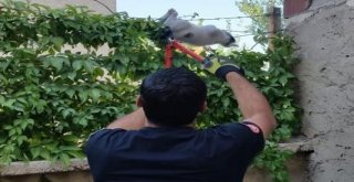 İtfaiye Ekipleri, Mahsur Kalan Hayvanları Kurtardı