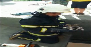 Mazgalda Mahsur Kalan Yavru Kedileri İtfaiye Kurtardı