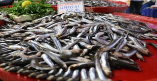 Balıklar Tezgahları Süsledi