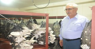 Mantar Yetiştiriciliği Kursunda İstiridye Mantarı Hasadı Yapıldı