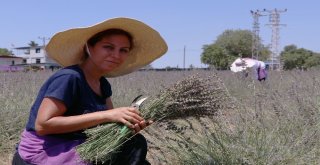 Lavanta İşine Giren Ev Hanımı, Gözünü Yurt Dışına Dikti