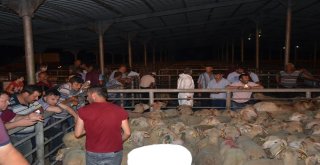 Damızlık Koçlar Yetiştiricilere Teslim Edildi